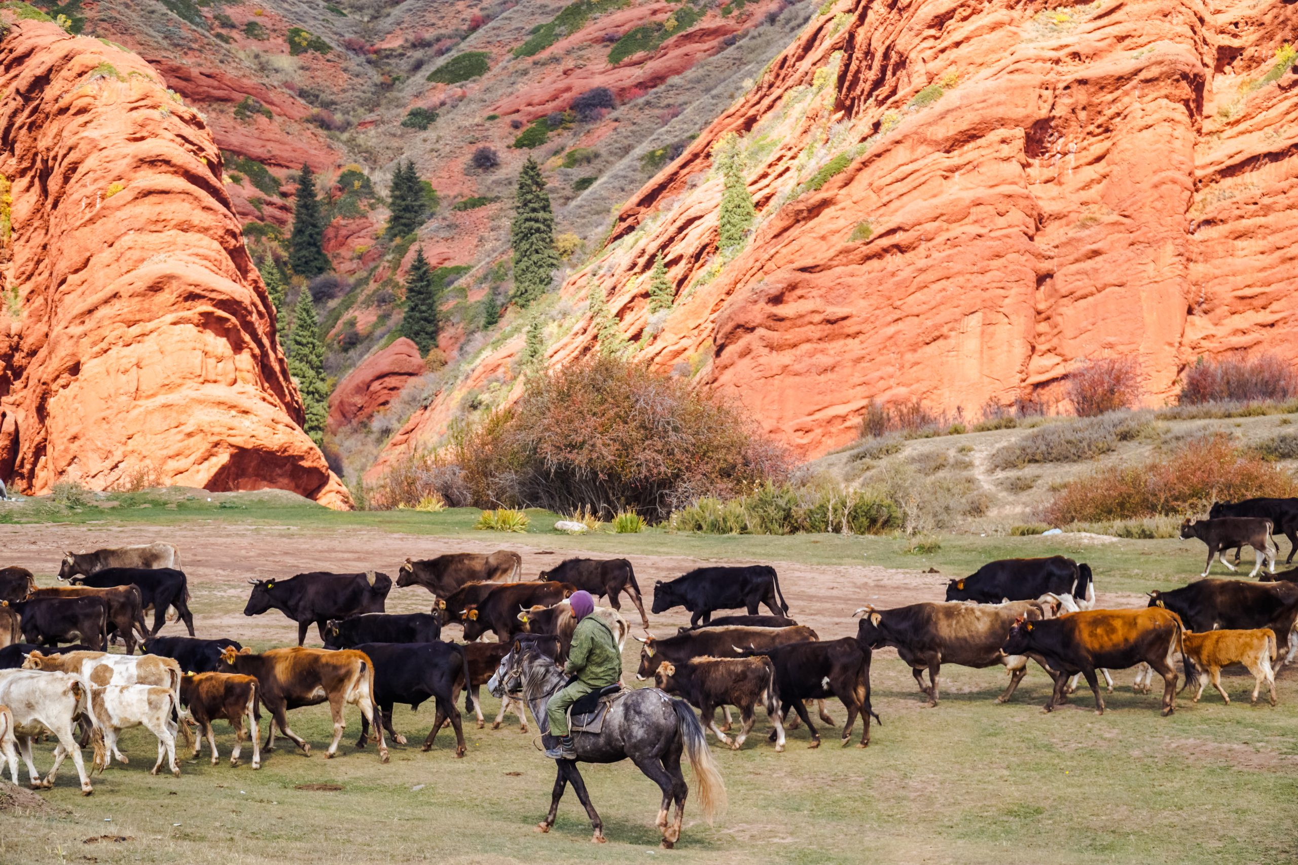 cattle ranch in colorado