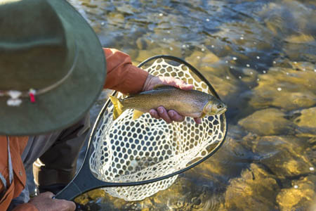 High angle view of fisherman taking freshly caught trout out of fishing net in colorado fishing property